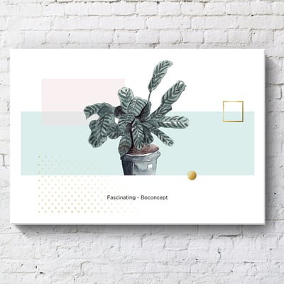 綠植系列 龜背芋 竹芋 八款14