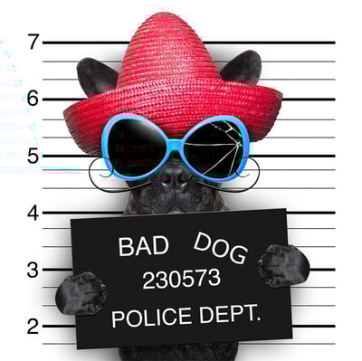 有趣狗狗系列 法鬥 20款8