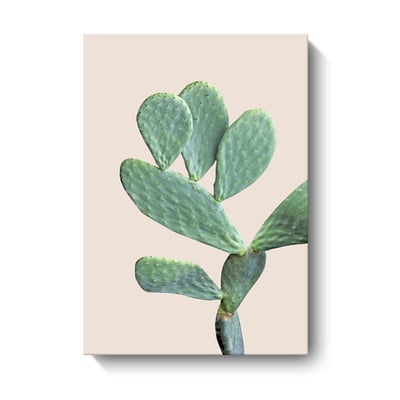 仙人掌清新繽紛色系 植物   三款5