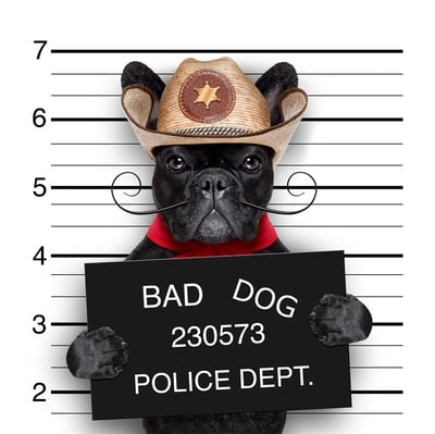 有趣狗狗系列 法鬥 20款9