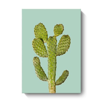 仙人掌清新繽紛色系 植物   三款4