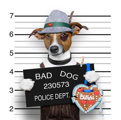 有趣狗狗系列 法鬥 20款14