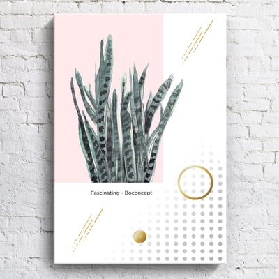 綠植系列 龜背芋 竹芋 八款12