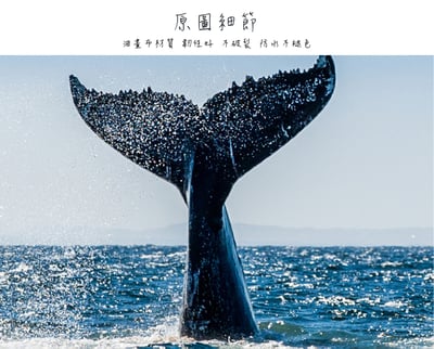 海洋生物系列 4個款式8