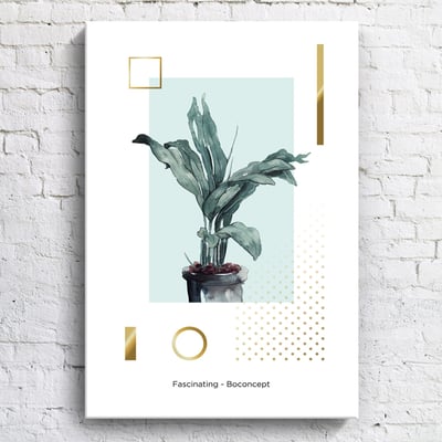 綠植系列 龜背芋 竹芋 八款13