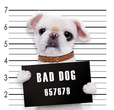 有趣狗狗系列 法鬥 20款17