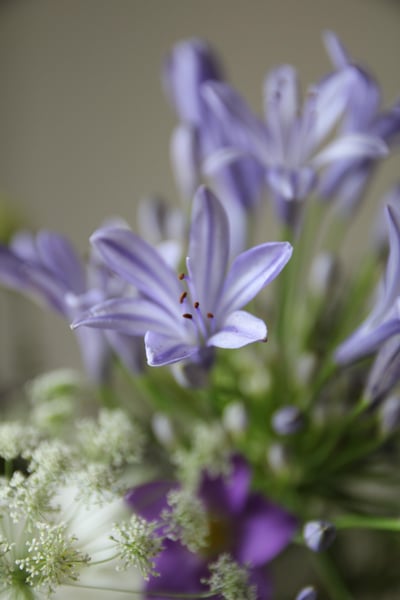 Lavender Bloom 紫蘊．綻放6