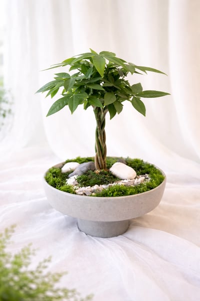 Bloom 馬拉巴栗發財樹造景盆栽2