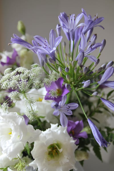 Lavender Bloom 紫蘊．綻放5