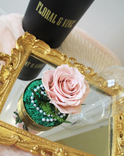 Princess Belle 貝拉公主永恆玫瑰玻璃盅 (公主粉)3