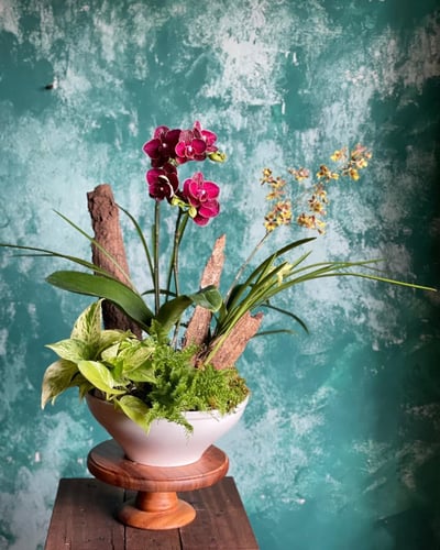 Scarlet Orchid 華貴嫣紅蘭花盆栽1