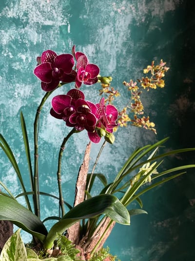 Scarlet Orchid 華貴嫣紅蘭花盆栽5