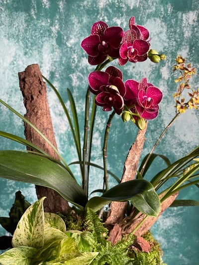 Scarlet Orchid 華貴嫣紅蘭花盆栽2