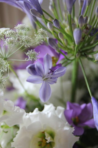 Lavender Bloom 紫蘊．綻放4