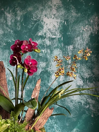 Scarlet Orchid 華貴嫣紅蘭花盆栽4