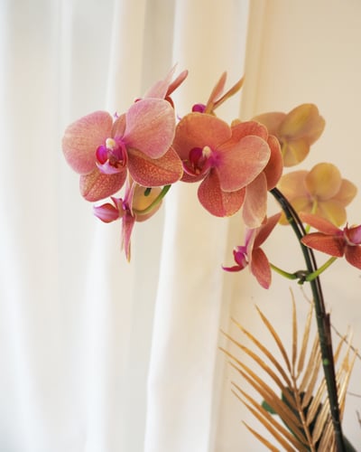 Orange Orchid 粉橘蝴蝶蘭盆栽2