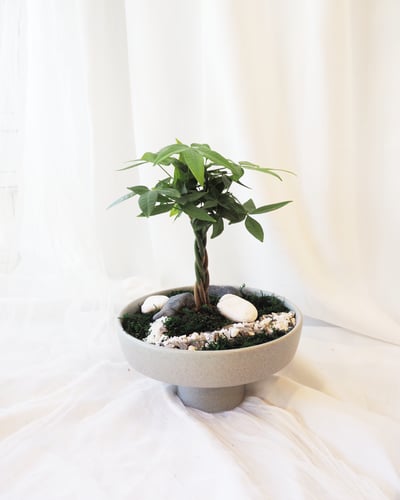 Bloom 馬拉巴栗發財樹造景盆栽1