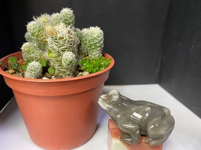 壽山石【呱呱來財】2