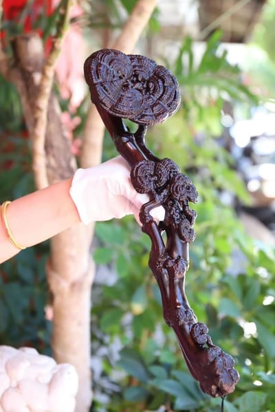 印度小葉紫檀二膘整料【靈芝如意】1