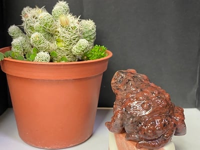 壽山瑪瑙石【紅紅火火咬錢蟾蜍】2