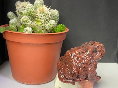 壽山瑪瑙石【紅紅火火咬錢蟾蜍】4