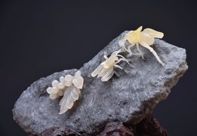 壽山石極品巧雕【鬥蛐蛐】2