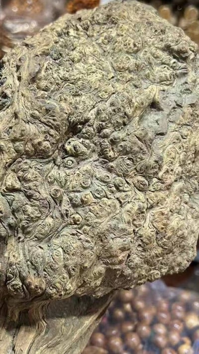 限量五串 太行陳化老料360度爆滿纓子瘤 秒沉級手珠18mm×13顆7