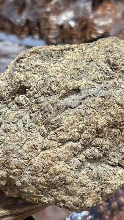 限量五串 太行陳化老料360度爆滿纓子瘤 秒沉級手珠18mm×13顆8