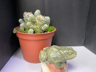 壽山石【呱呱來財】5