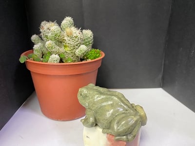 壽山石【呱呱來財】3