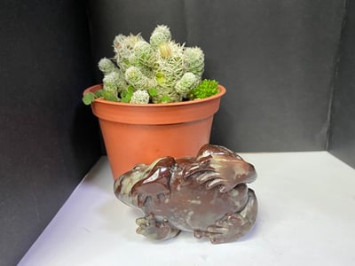 壽山石【萬世不竭-青蛙】7