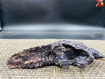 甲護平安 破障迎福 壽山山秀園【穿山甲】王逸文老師純手工雕刻5