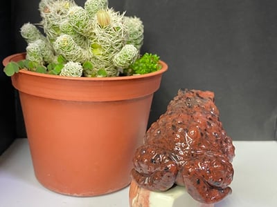 壽山瑪瑙石【紅紅火火咬錢蟾蜍】3