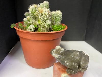 壽山石【呱呱來財】6