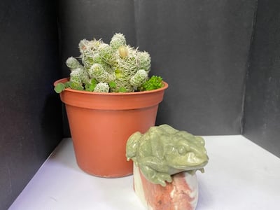 壽山石【呱呱來財】6