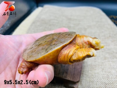 老撾田黃石【富甲天下-甲魚】4