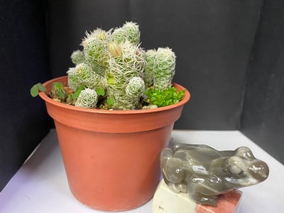 壽山石【呱呱來財】5