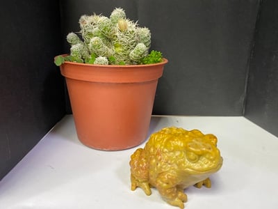 壽山石【金蟾蜍】4