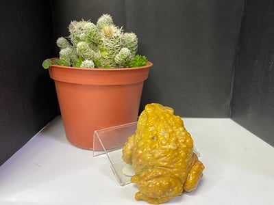 壽山石【金蟾蜍】2