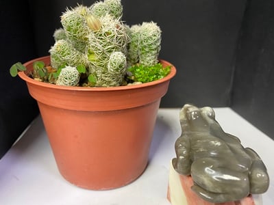 壽山石【呱呱來財】3