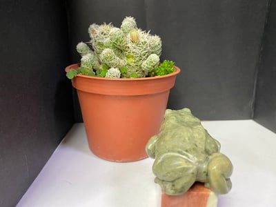 壽山石【呱呱來財】2