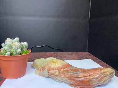 壽山旗降石【龍魚】5