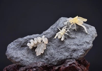 壽山石極品巧雕【鬥蛐蛐】4