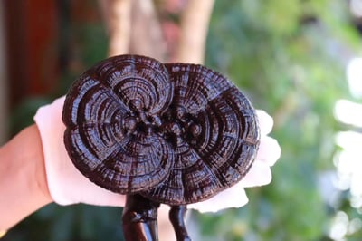 印度小葉紫檀二膘整料【靈芝如意】4