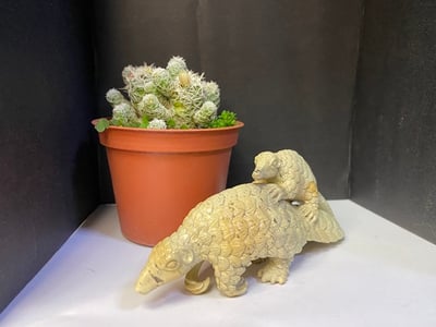 壽山花坑石【無堅不摧-穿山甲】5