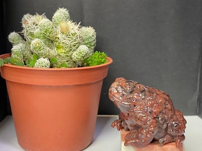 壽山瑪瑙石【紅紅火火咬錢蟾蜍】1