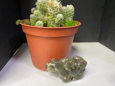 壽山石【呱呱來財】7