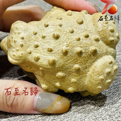 四川雅安金絲楠木小葉楨楠【招財金蟾蜍】6