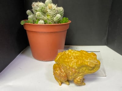 壽山石【金蟾蜍】3