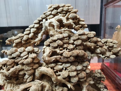 加里曼丹沉香【三陽開泰】4